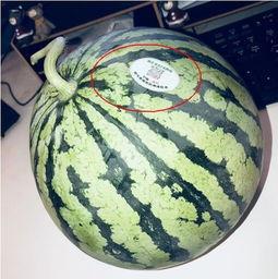 遂宁网红吃瓜,揭秘当地美食背后的故事